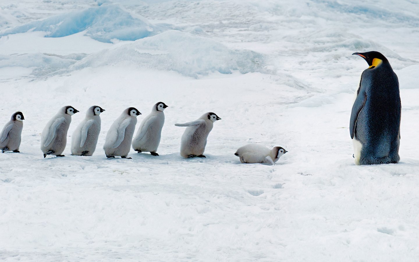 Обои птицы, пингвин, антарктида, пингвины, антарктика, птенцы, императорский пингвин, сноу-хилл-айленд, birds, penguin, antarctica, penguins, chicks, emperor penguin, snow hill island разрешение 1920x1080 Загрузить