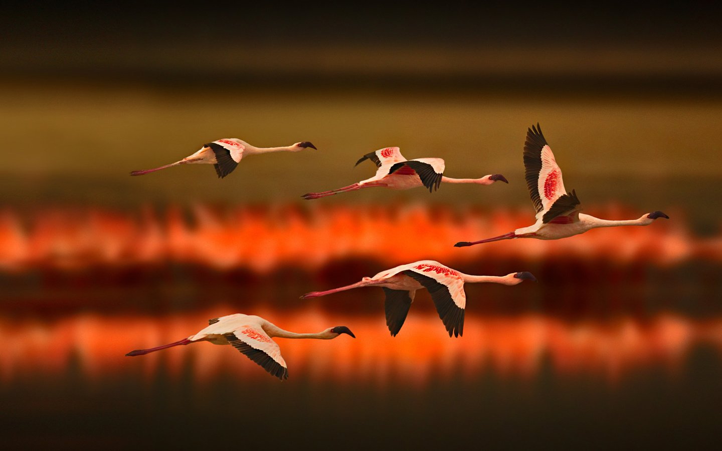 Обои озеро, полет, фламинго, птицы, lake, flight, flamingo, birds разрешение 1920x1080 Загрузить