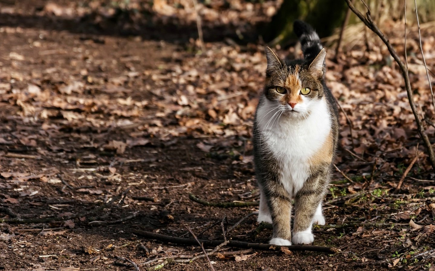 Обои природа, фон, кошка, nature, background, cat разрешение 2048x1361 Загрузить