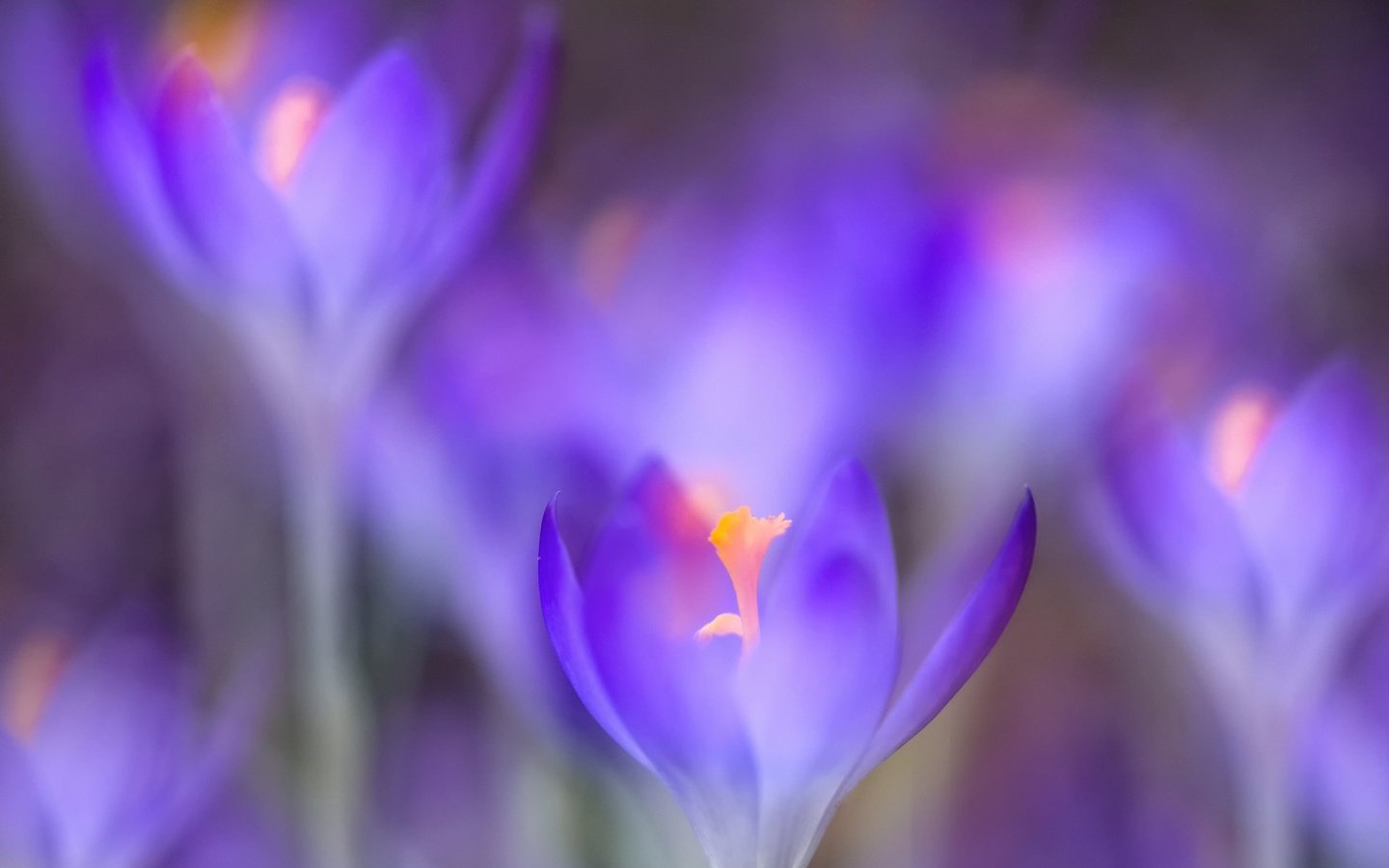 Обои цветы, макро, весна, крокусы, flowers, macro, spring, crocuses разрешение 3600x2400 Загрузить