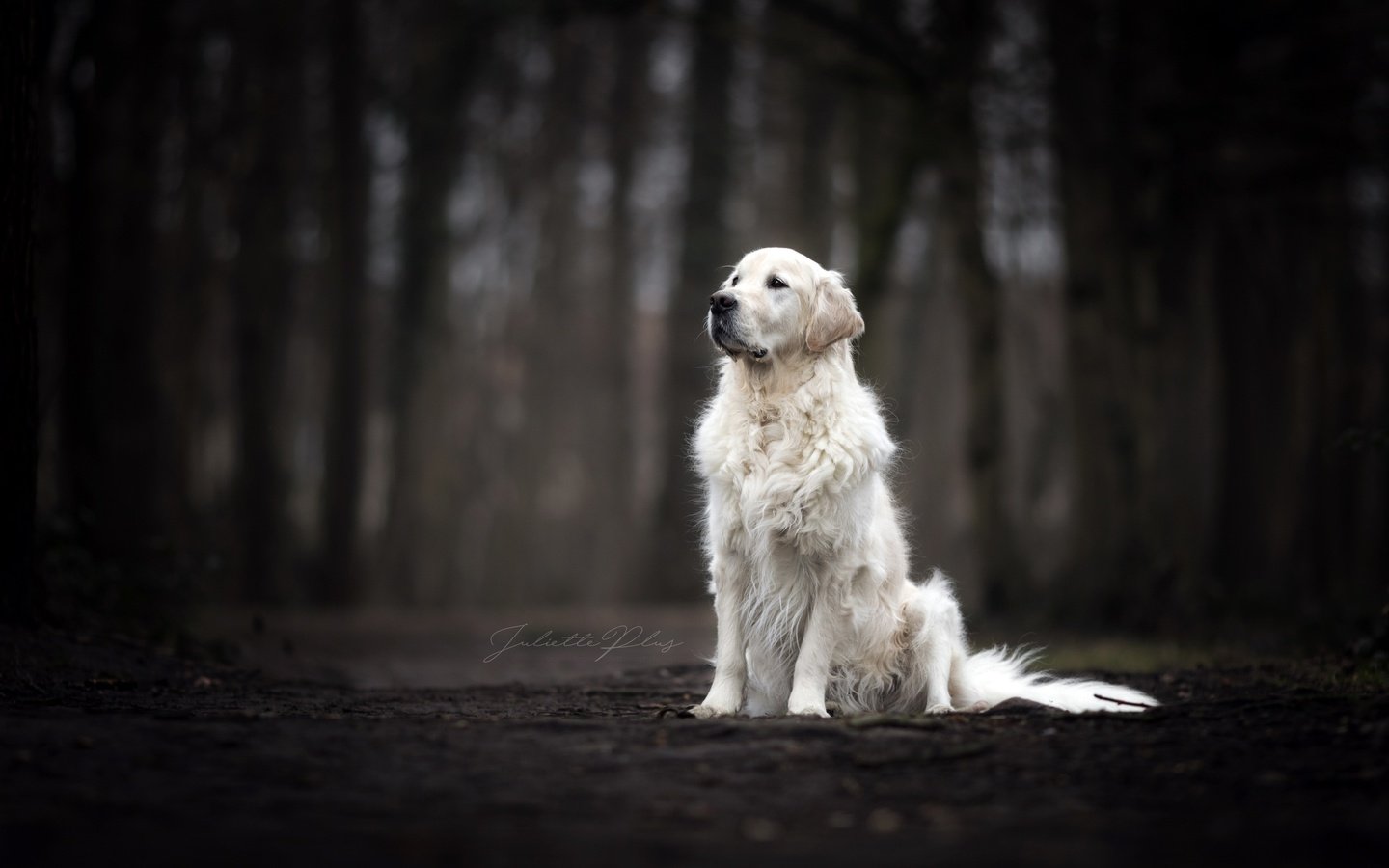 Обои взгляд, собака, темный фон, друг, золотистый ретривер, look, dog, the dark background, each, golden retriever разрешение 2560x1707 Загрузить