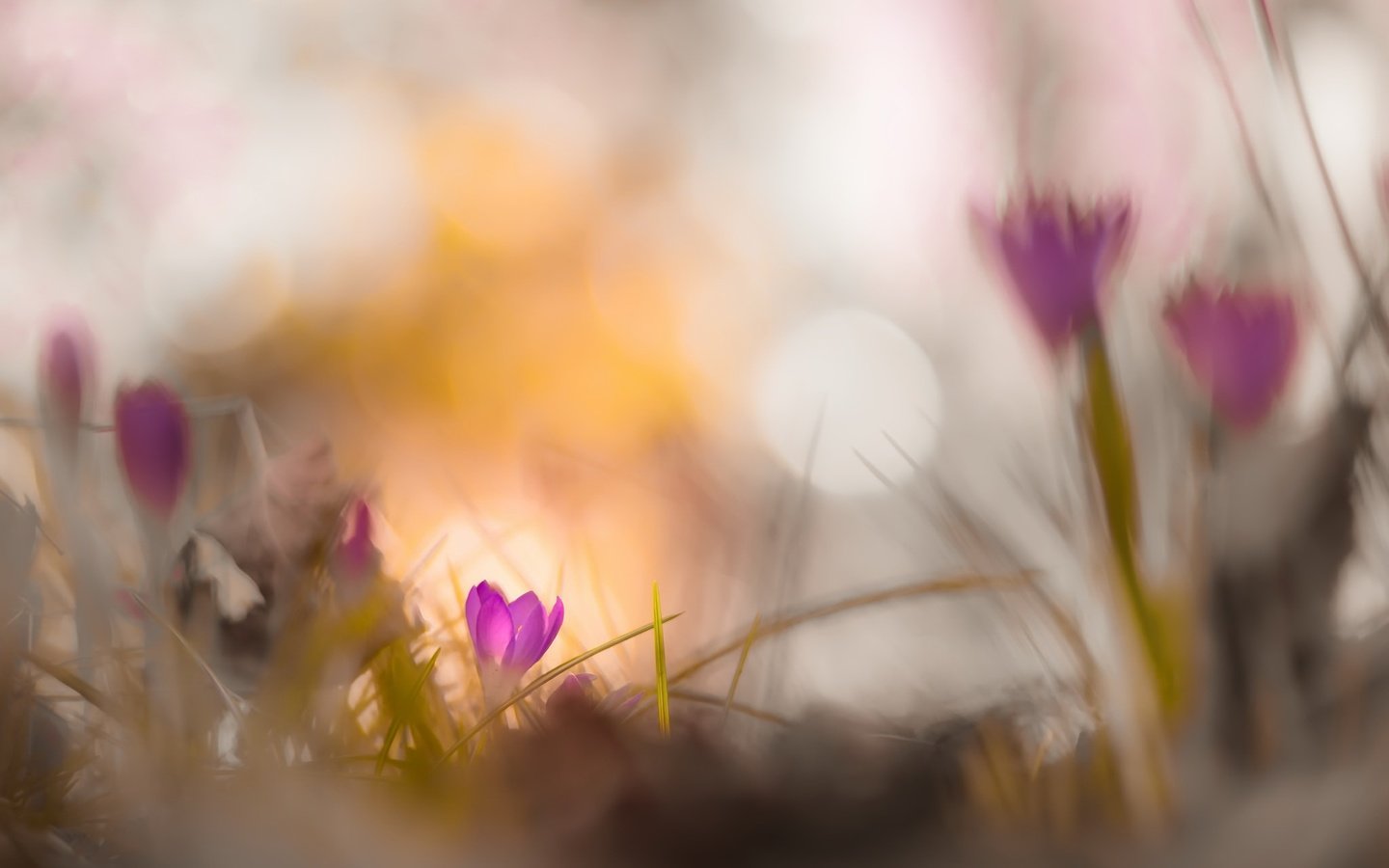 Обои цветы, природа, фон, весна, крокусы, боке, flowers, nature, background, spring, crocuses, bokeh разрешение 2048x1367 Загрузить