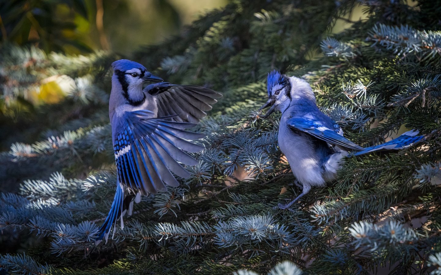 Обои природа, хвоя, ветки, птицы, ель, пара, сойка, голубая сойка, nature, needles, branches, birds, spruce, pair, jay, blue jay разрешение 2048x1365 Загрузить