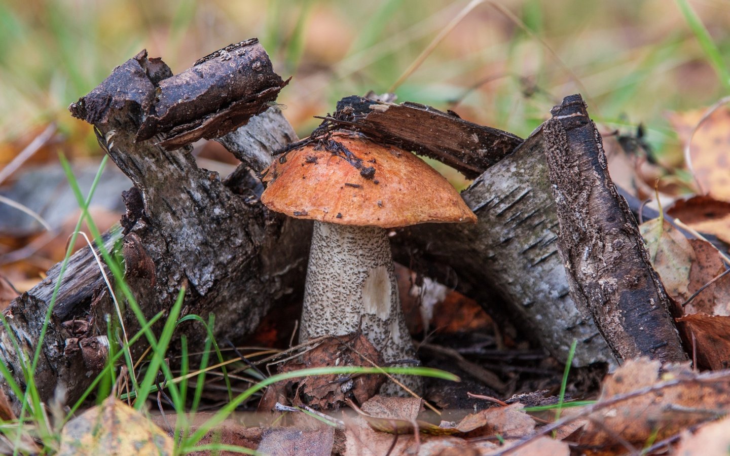 Обои трава, природа, дерево, гриб, подосиновик, осенние листья, grass, nature, tree, mushroom, boletus, autumn leaves разрешение 3000x2000 Загрузить