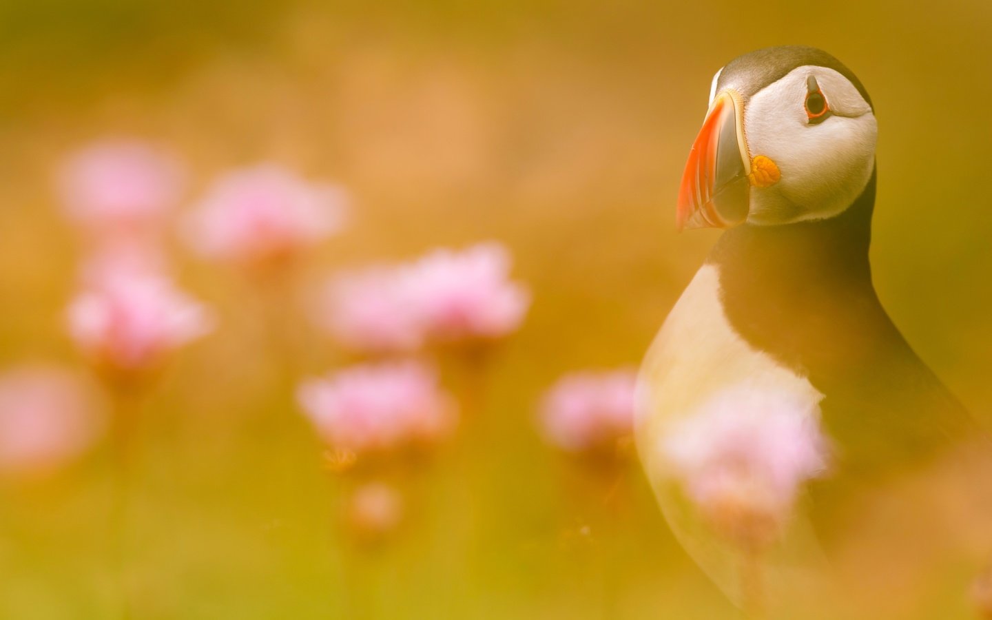 Обои свет, цветы, птица, тупик, атлантический тупик, light, flowers, bird, stalled, atlantic puffin разрешение 2500x1667 Загрузить