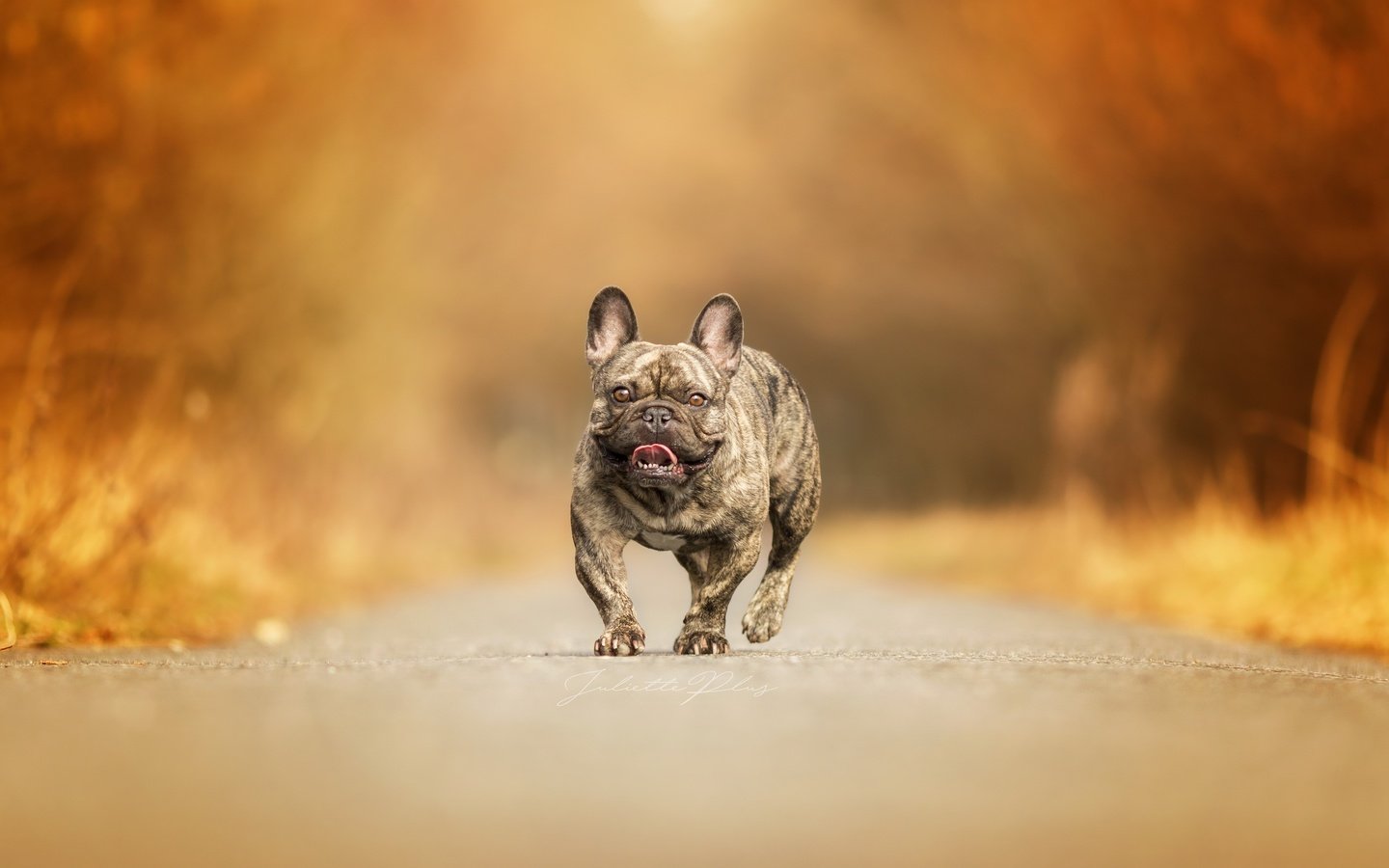 Обои дорога, фон, собака, французский бульдог, road, background, dog, french bulldog разрешение 2560x1659 Загрузить