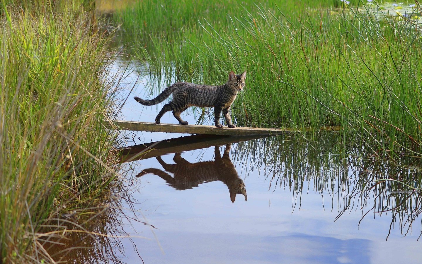 Обои трава, вода, отражение, доска, кошка, grass, water, reflection, board, cat разрешение 2048x1365 Загрузить