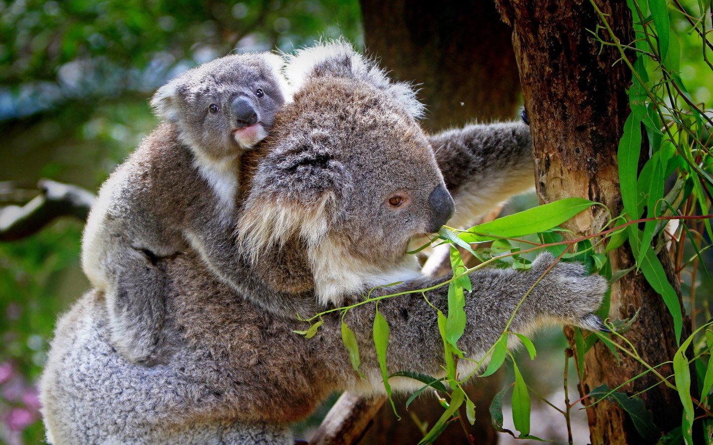 Обои природа, дерево, животные, бамбук, детеныш, коала, коалы, эвкалипт, nature, tree, animals, bamboo, cub, koala, koalas, eucalyptus разрешение 4374x2844 Загрузить