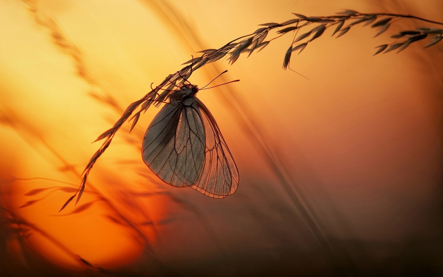 Обои свет, трава, солнце, закат, макро, насекомое, бабочка, light, grass, the sun, sunset, macro, insect, butterfly разрешение 2500x1666 Загрузить