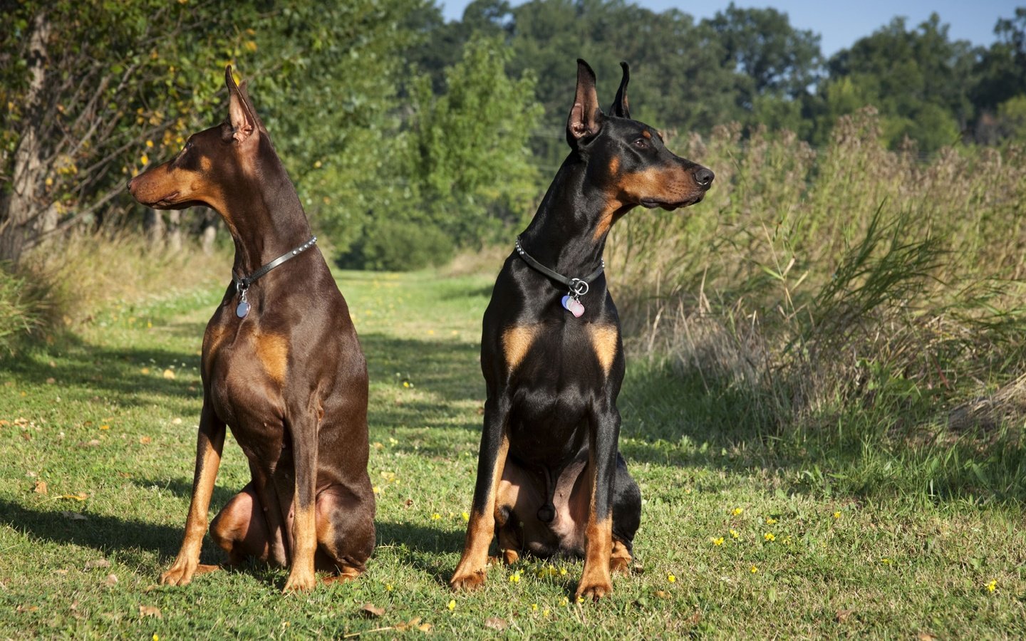 Обои черный, пара, собаки, коричневый, доберманы, tampa-family-lawyer, black, pair, dogs, brown, dobermans разрешение 2714x1809 Загрузить