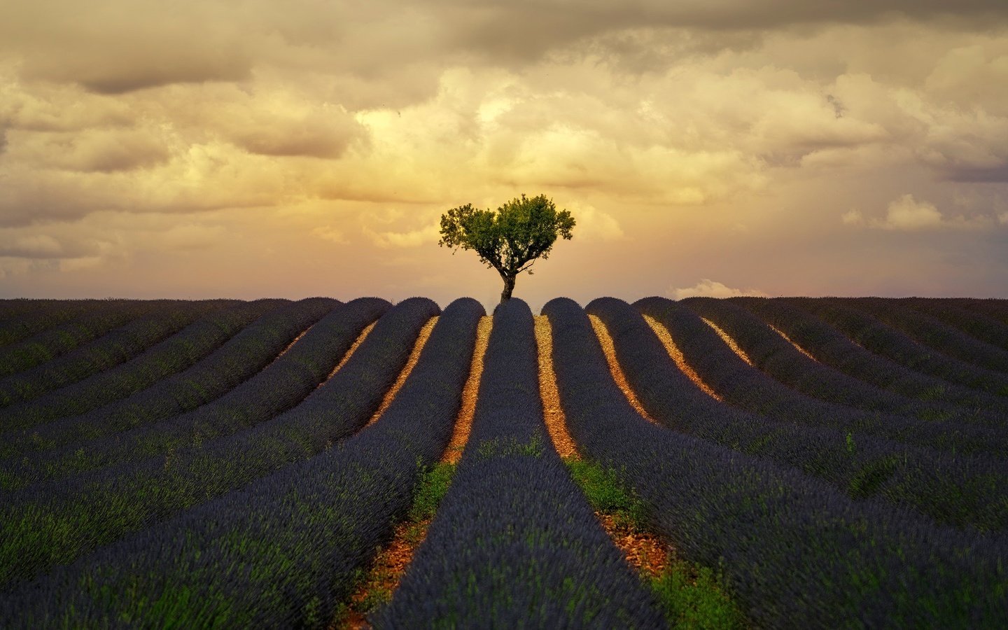 Обои облака, природа, дерево, поле, лаванда, лето, clouds, nature, tree, field, lavender, summer разрешение 1920x1280 Загрузить