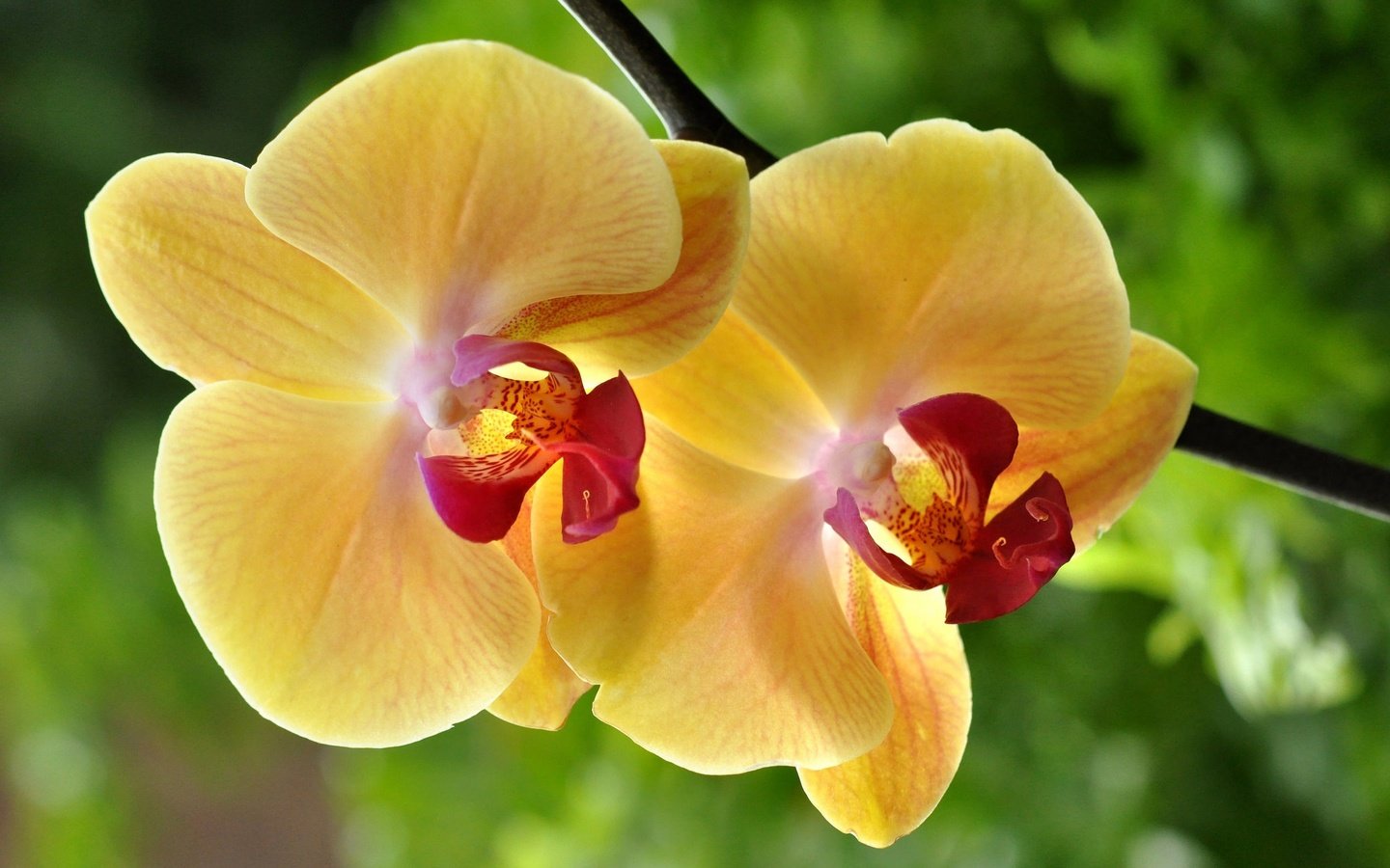 Обои макро, цветок, жёлтая, орхидея, macro, flower, yellow, orchid разрешение 2048x1360 Загрузить