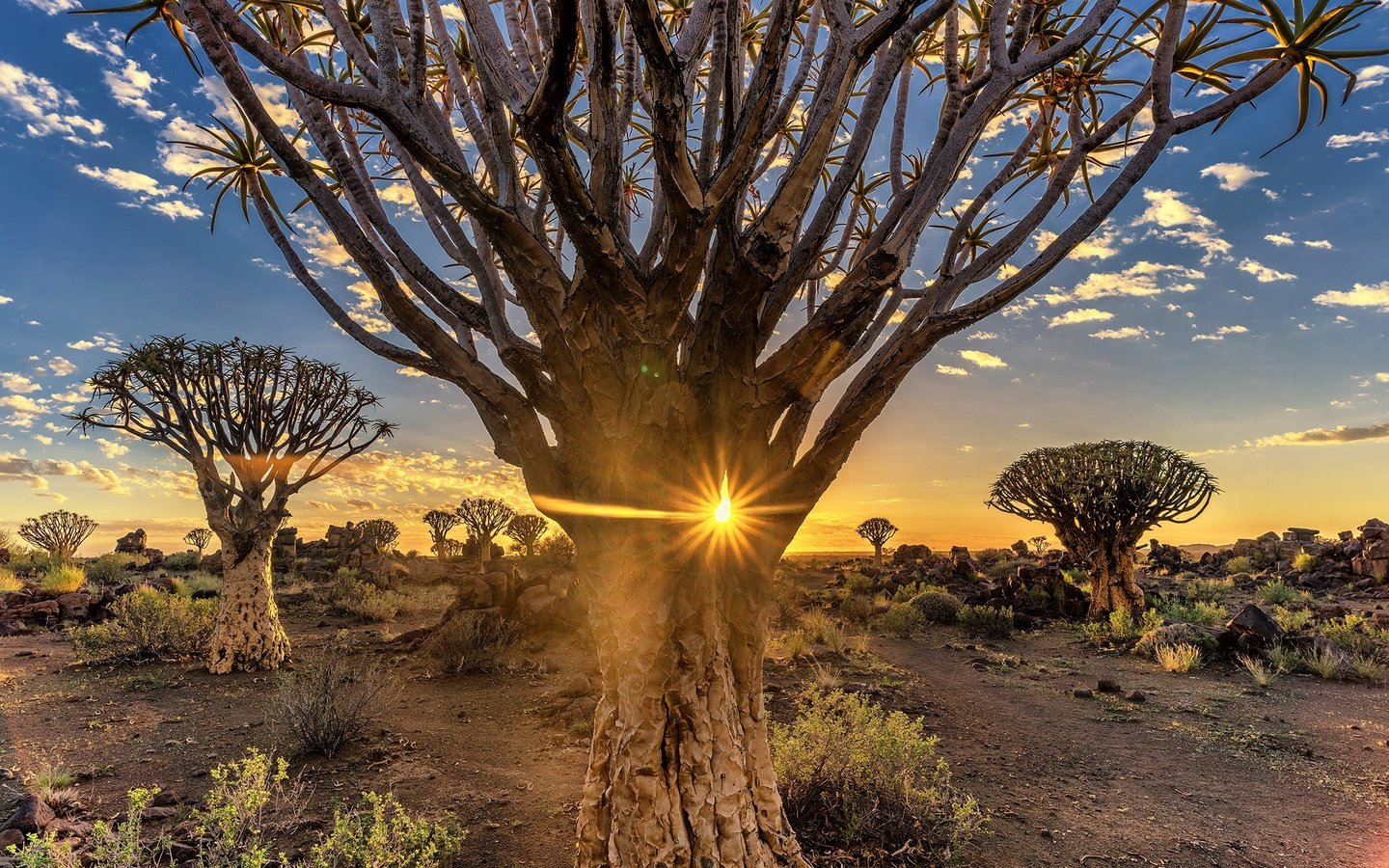 Обои деревья, вечер, солнце, пустыня, африка, намибия, quiver tree, trees, the evening, the sun, desert, africa, namibia разрешение 2048x1366 Загрузить