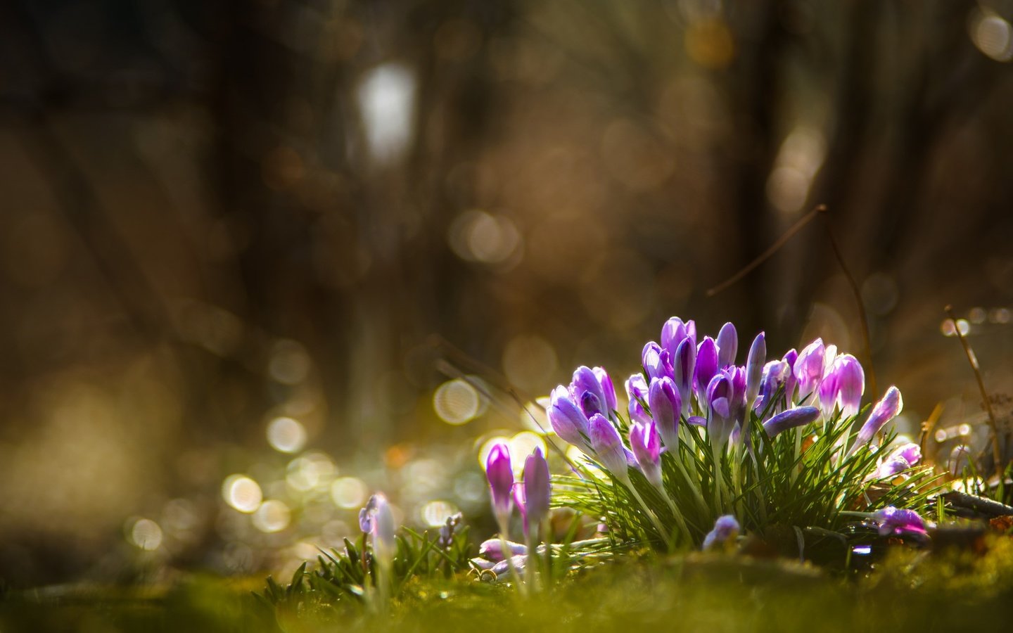 Обои цветы, природа, лес, весна, крокусы, flowers, nature, forest, spring, crocuses разрешение 2048x1317 Загрузить