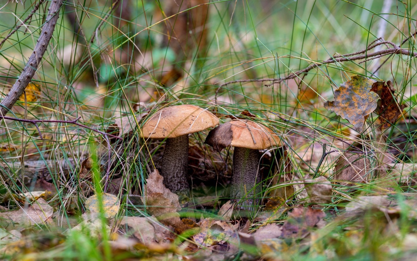 Обои природа, лес, грибы, гриб, подосиновики, осенние листья, nature, forest, mushrooms, mushroom, aspen, autumn leaves разрешение 2400x1600 Загрузить