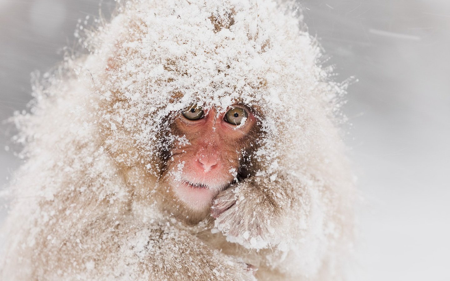 Обои снег, природа, обезьяна, японский макак, snow monkeys, снежная обезьяна, snow, nature, monkey, japanese macaques, a snow monkey разрешение 2048x1209 Загрузить