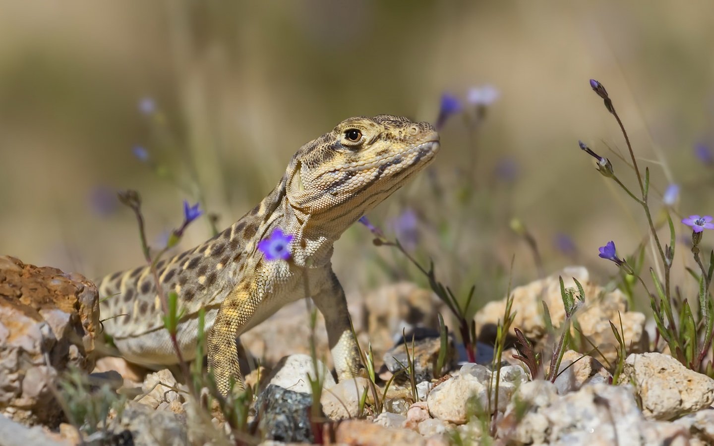 Обои цветы, природа, камни, фон, ящерица, flowers, nature, stones, background, lizard разрешение 1920x1152 Загрузить