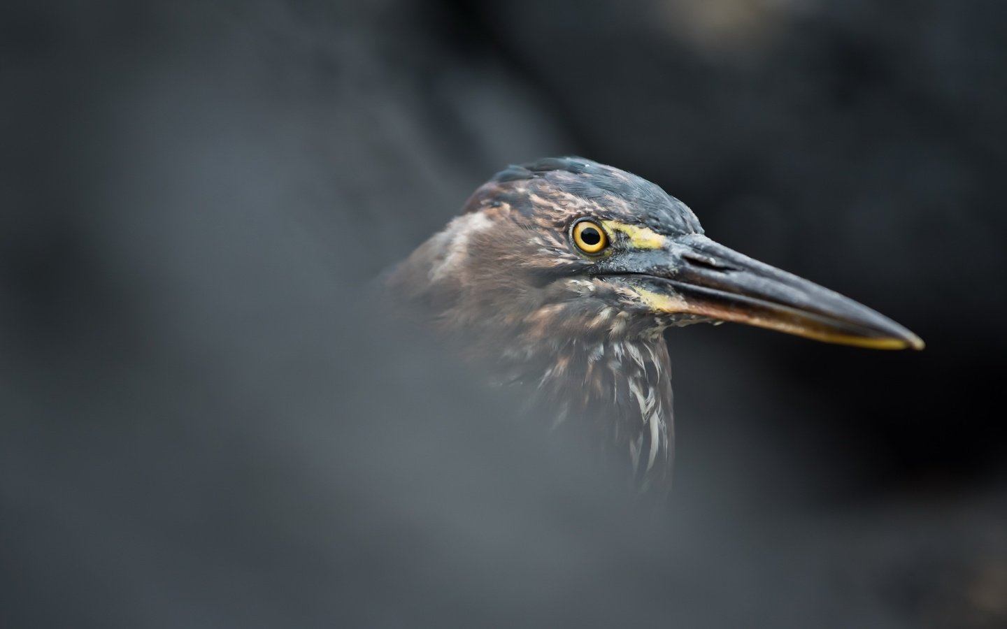 Обои птица, цапля, butorides sundevalli, lava heron, bird, heron разрешение 2601x1440 Загрузить