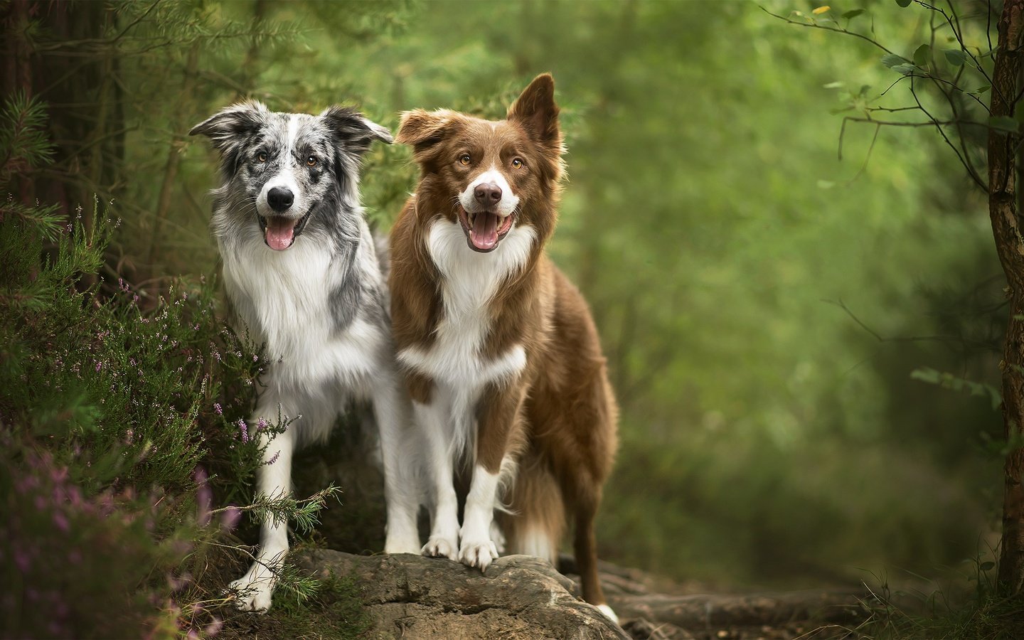 Обои природа, друзья, собаки, nature, friends, dogs разрешение 2024x1212 Загрузить