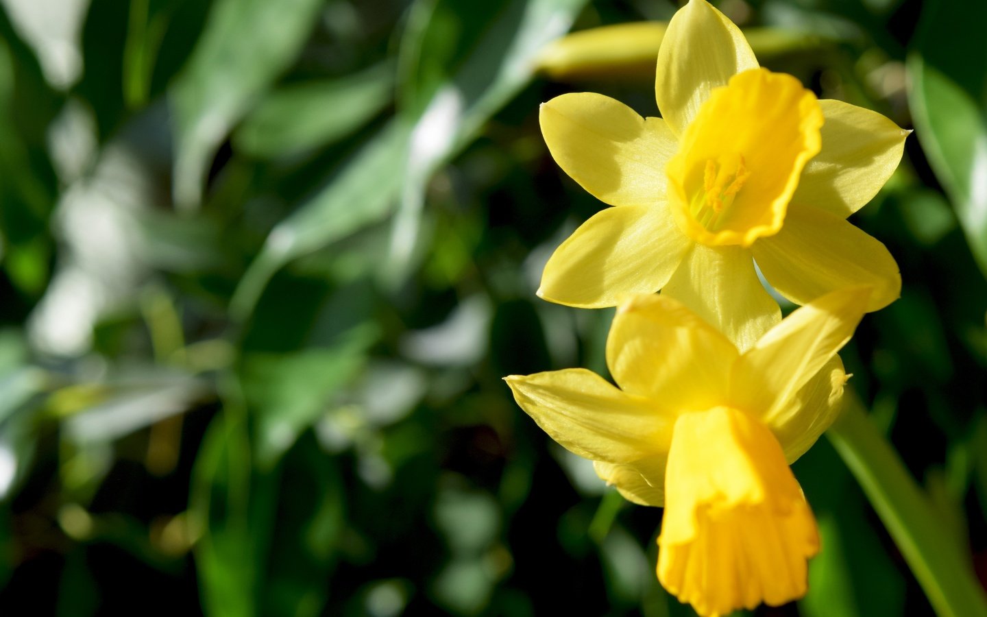 Обои цветы, макро, весна, нарциссы, желтые, flowers, macro, spring, daffodils, yellow разрешение 6000x4000 Загрузить