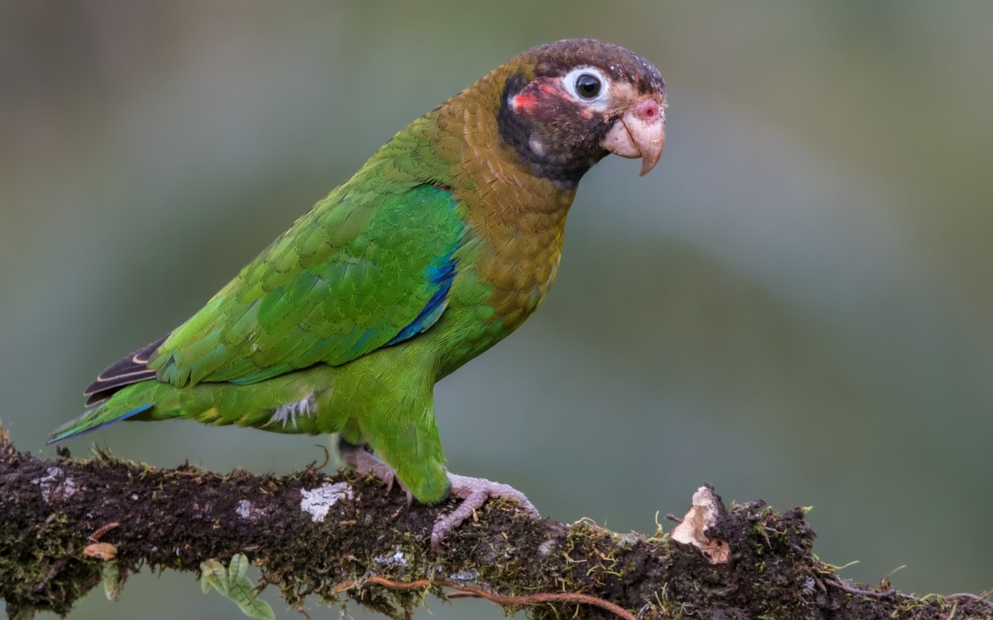 Обои птицы, попугай, коричнево-капюшонный попугай, birds, parrot, brown-kapushany parrot разрешение 4763x3340 Загрузить