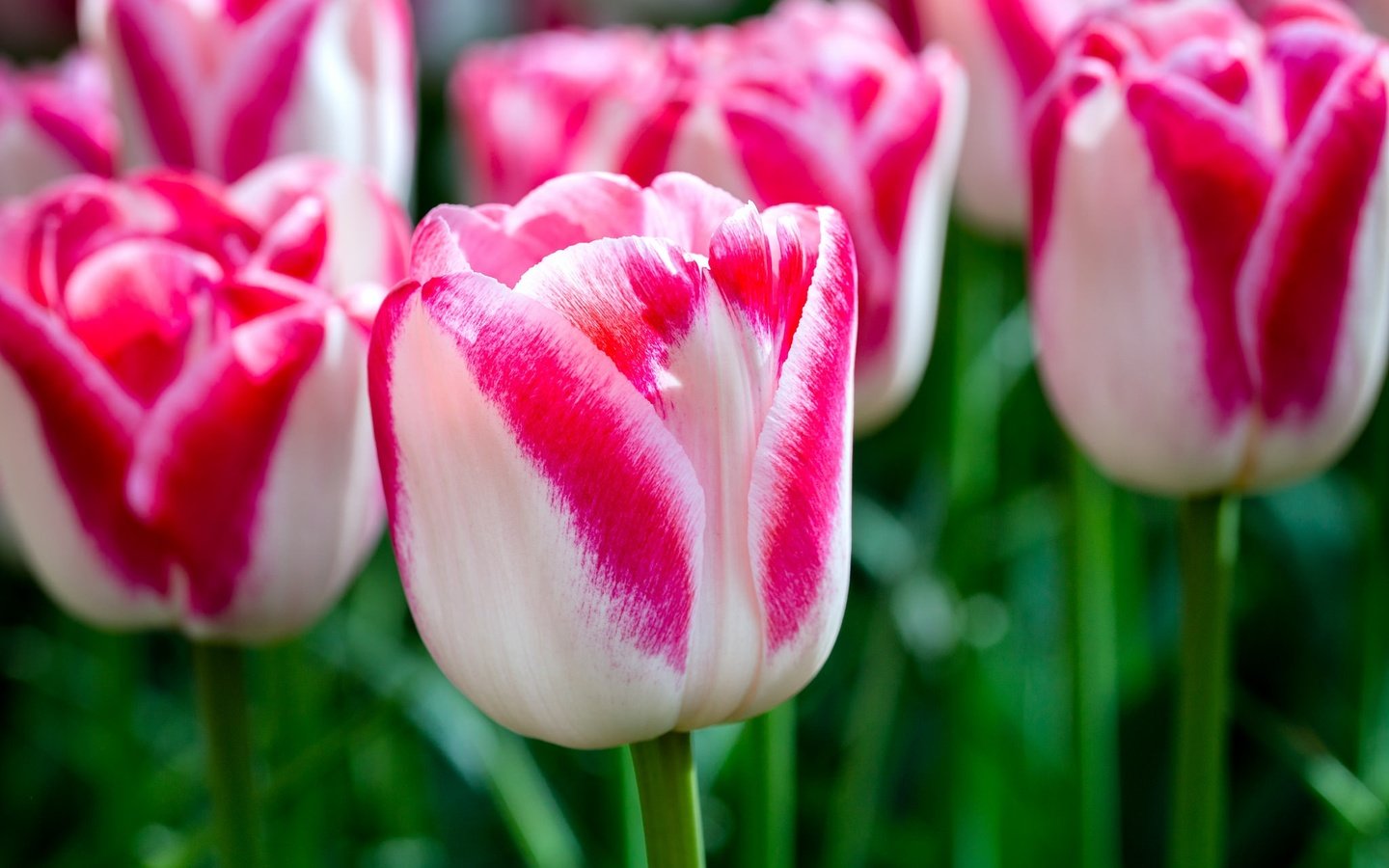 Обои цветы, макро, лепестки, бутон, весна, тюльпаны, пестрые, flowers, macro, petals, bud, spring, tulips, motley разрешение 2048x1365 Загрузить