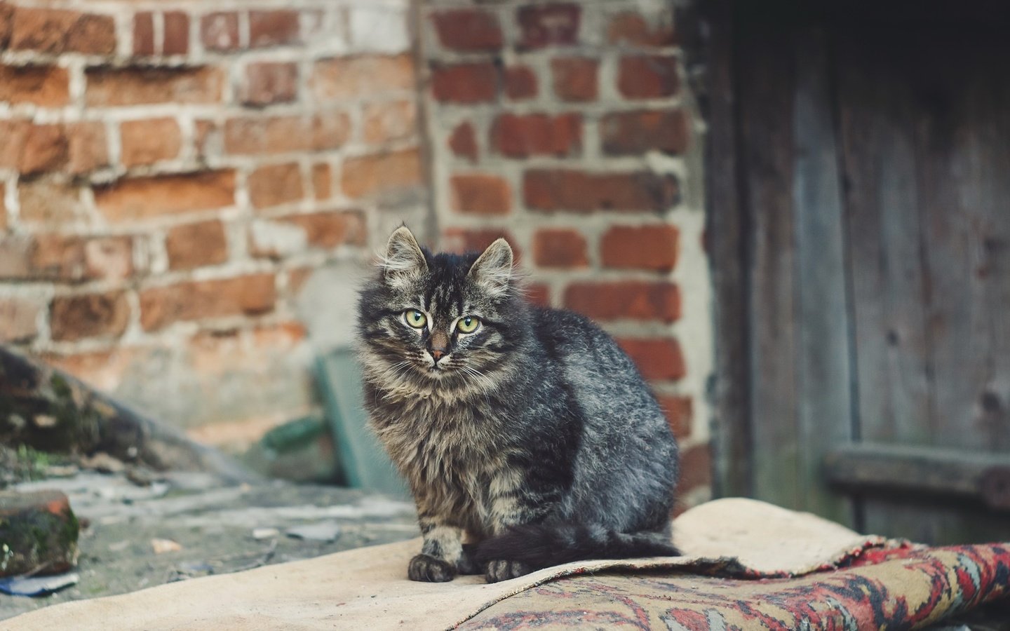 Обои глаза, фон, кот, кошка, взгляд, eyes, background, cat, look разрешение 2048x1365 Загрузить