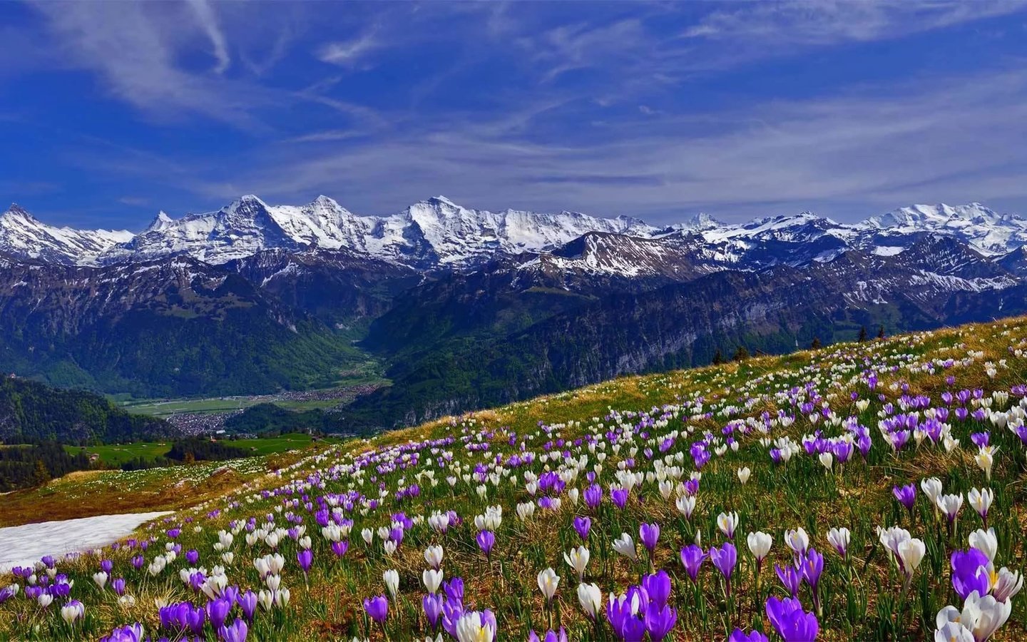 Обои цветы, трава, горы, снег, склон, весна, крокусы, крокус, flowers, grass, mountains, snow, slope, spring, crocuses, krokus разрешение 1920x1080 Загрузить