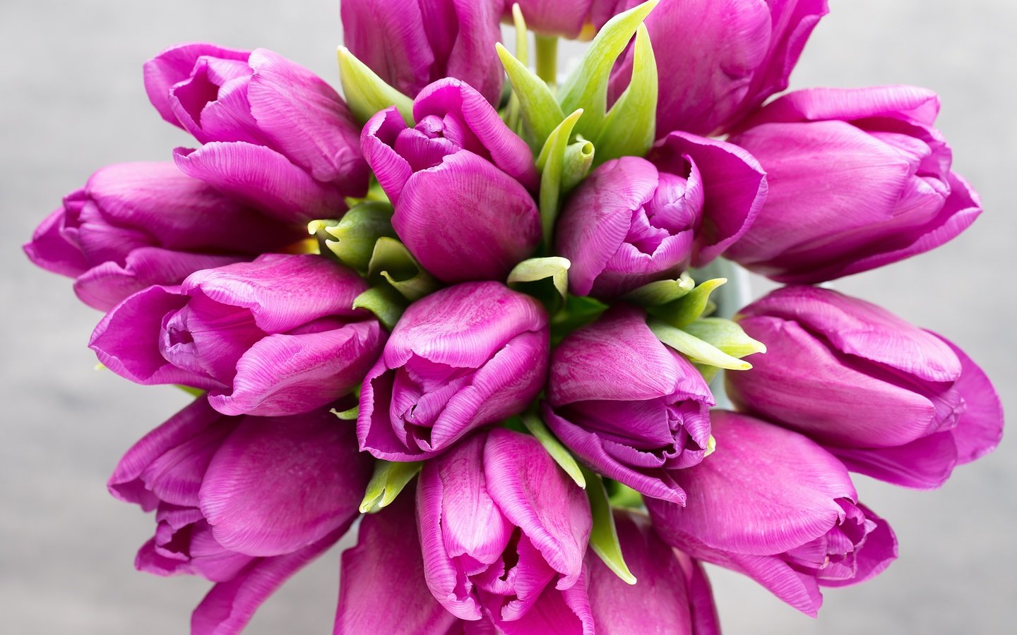 Обои пинк, цветы, лиловая, букет, тюльпаны, розовые, красива, тульпаны,  цветы, парное, весенние, flowers, purple, bouquet, tulips, pink, beautiful, fresh, spring разрешение 4586x3057 Загрузить