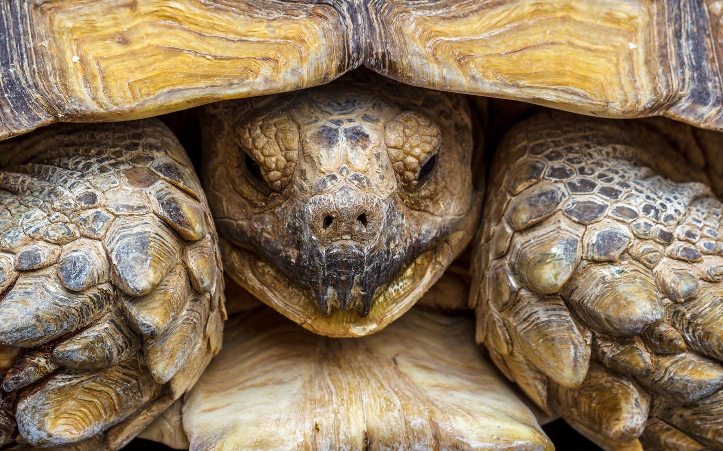 Обои макро, черепаха, панцирь, голова, пресмыкающееся, macro, turtle, shell, head, reptile разрешение 2880x1816 Загрузить