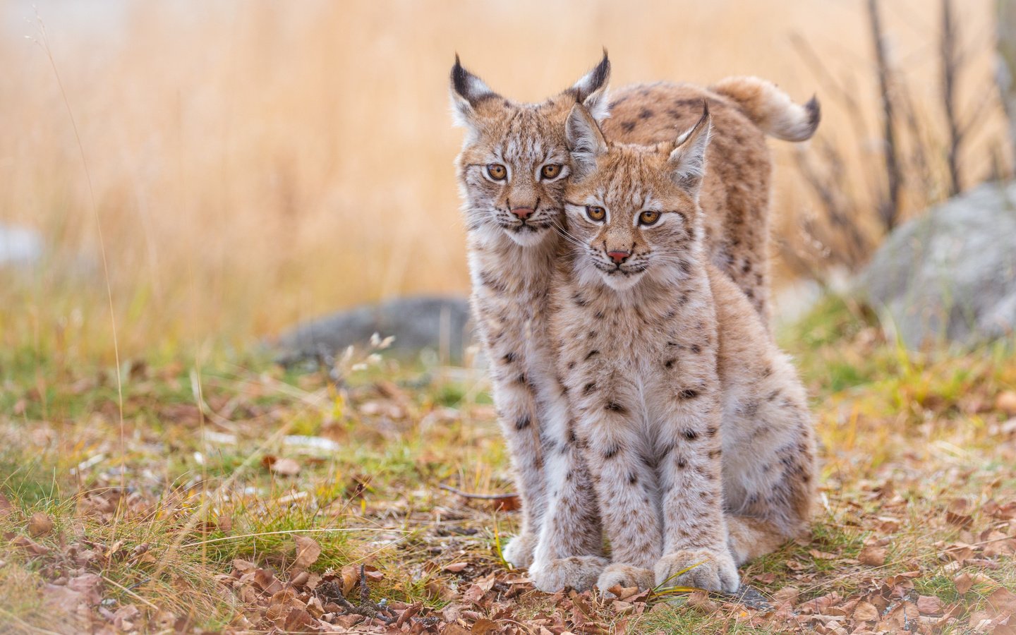 Обои рысь, животные, хищник, дикие кошки, рыси, рысята, lynx, animals, predator, wild cats, the lynx разрешение 4312x2725 Загрузить