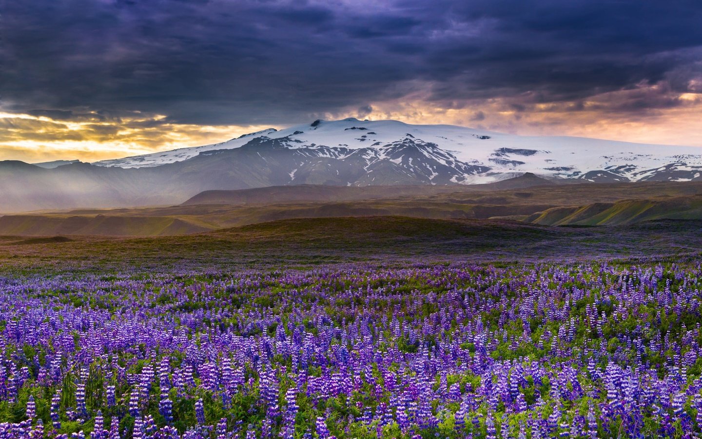 Обои цветы, горы, луг, исландия, люпины, rangarvallasysla, flowers, mountains, meadow, iceland, lupins разрешение 2048x1338 Загрузить