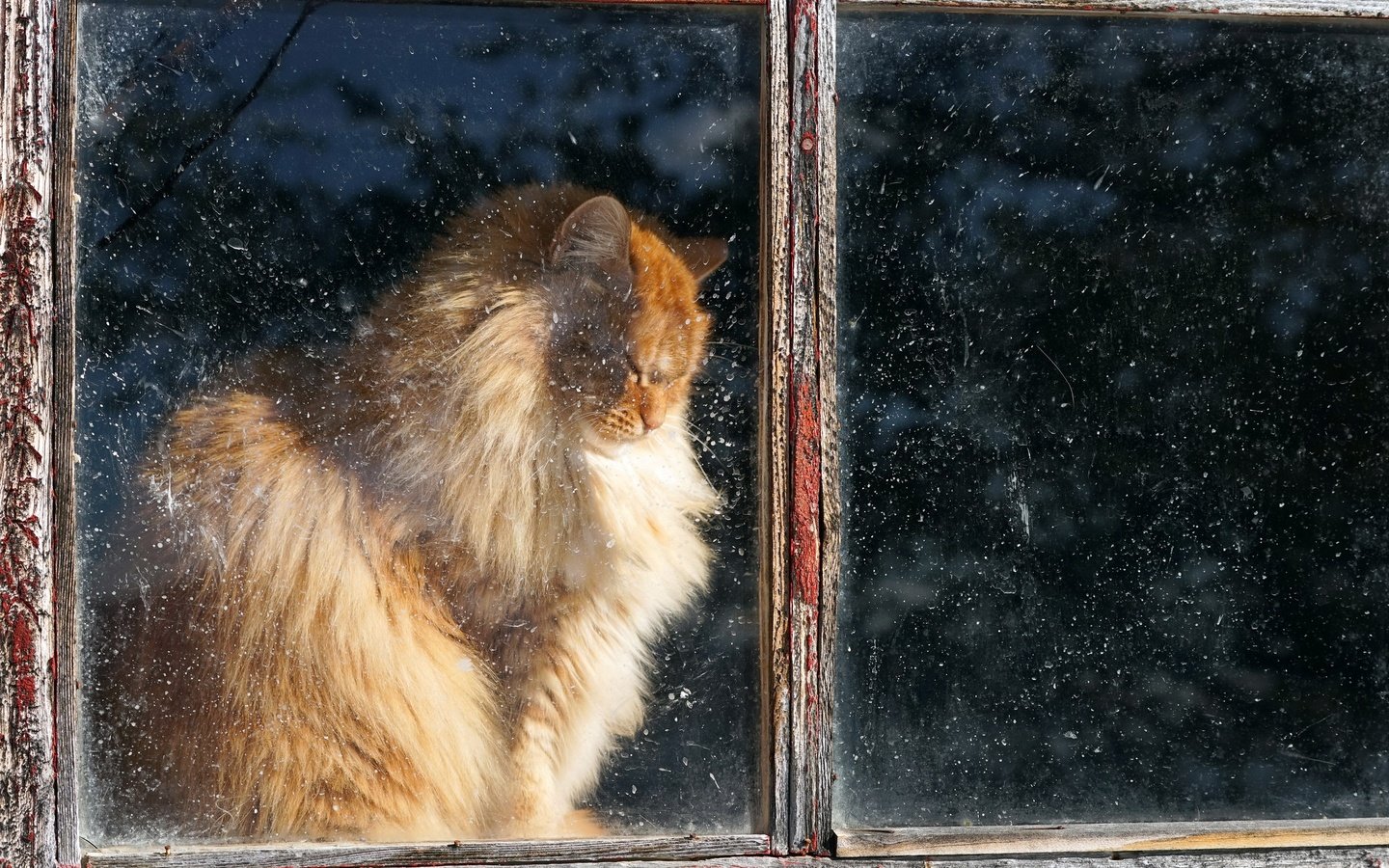 Обои кот, кошка, пушистый, дом, окно, рыжий, cat, fluffy, house, window, red разрешение 2048x1365 Загрузить