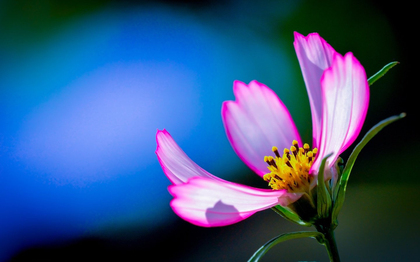 Обои макро, фон, цветок, лепестки, космея, macro, background, flower, petals, kosmeya разрешение 3872x2592 Загрузить