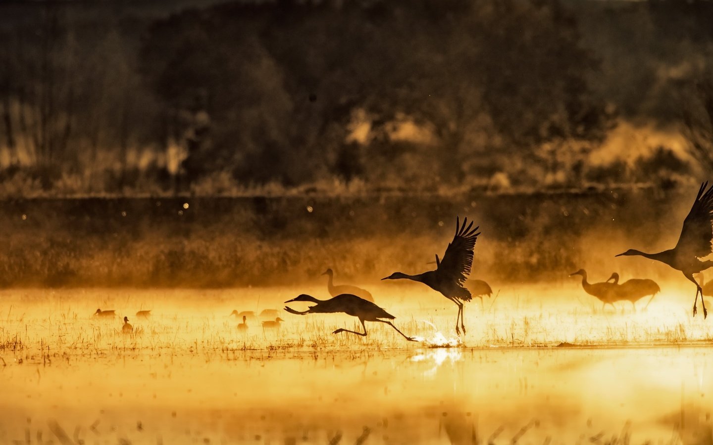 Обои озеро, утро, туман, птицы, lake, morning, fog, birds разрешение 2560x1501 Загрузить