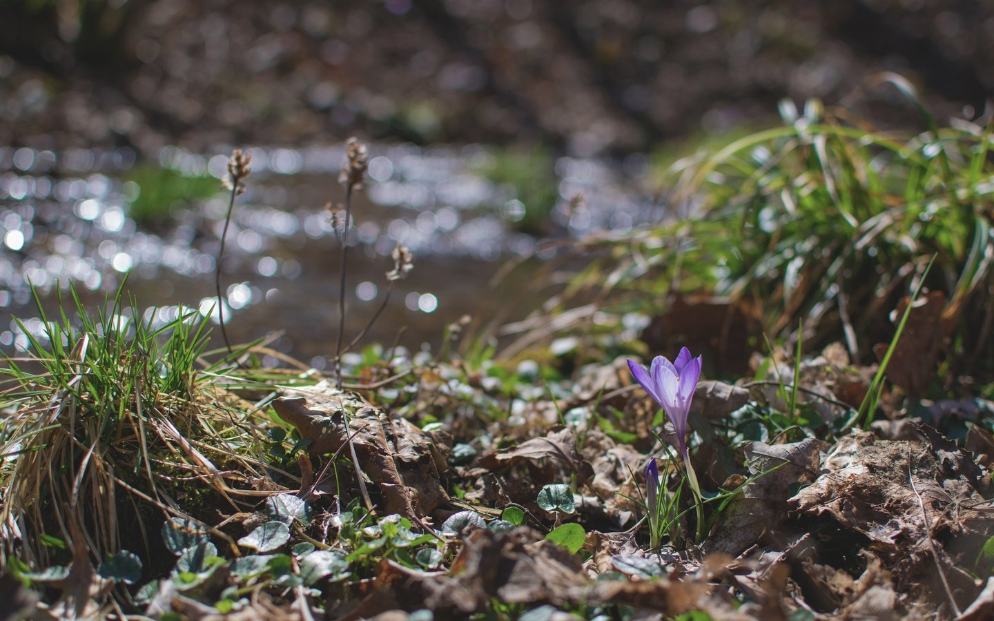 Обои трава, природа, цветок, весна, крокус, grass, nature, flower, spring, krokus разрешение 3000x2000 Загрузить