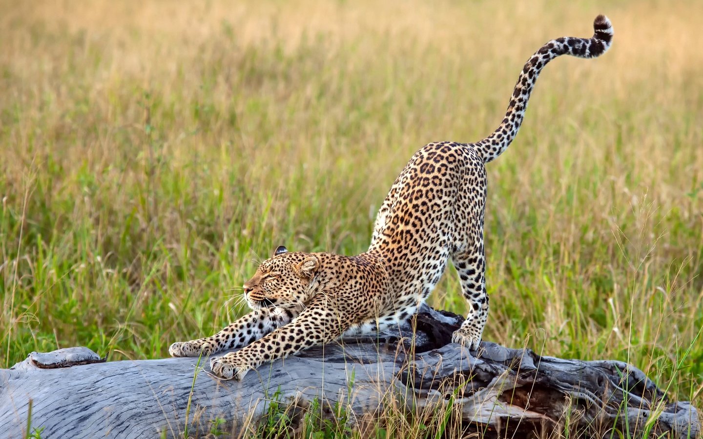 Обои трава, леопард, африка, большая кошка, потягивается, grass, leopard, africa, big cat, stretching разрешение 2500x1667 Загрузить