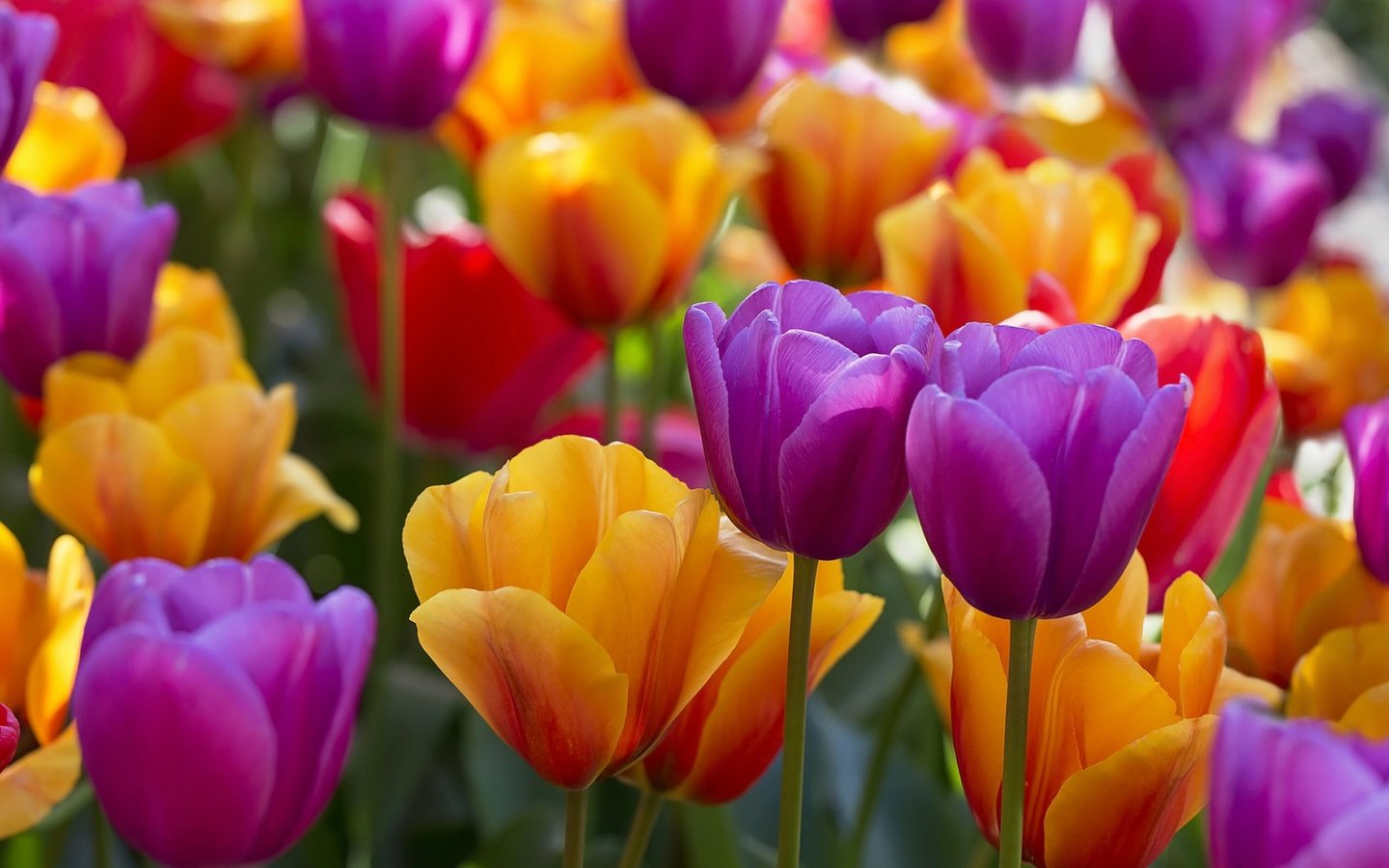 Обои цветы, бутоны, разноцветные, тюльпаны, flowers, buds, colorful, tulips разрешение 1920x1279 Загрузить
