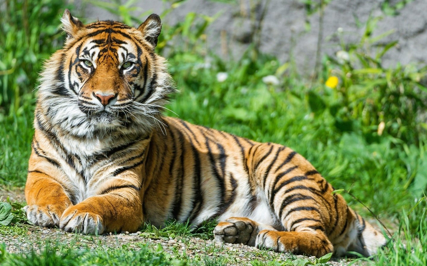 Обои тигр, трава, природа, животные, большая кошка, тигр.животные, tiger, grass, nature, animals, big cat, tiger.animals разрешение 1920x1080 Загрузить