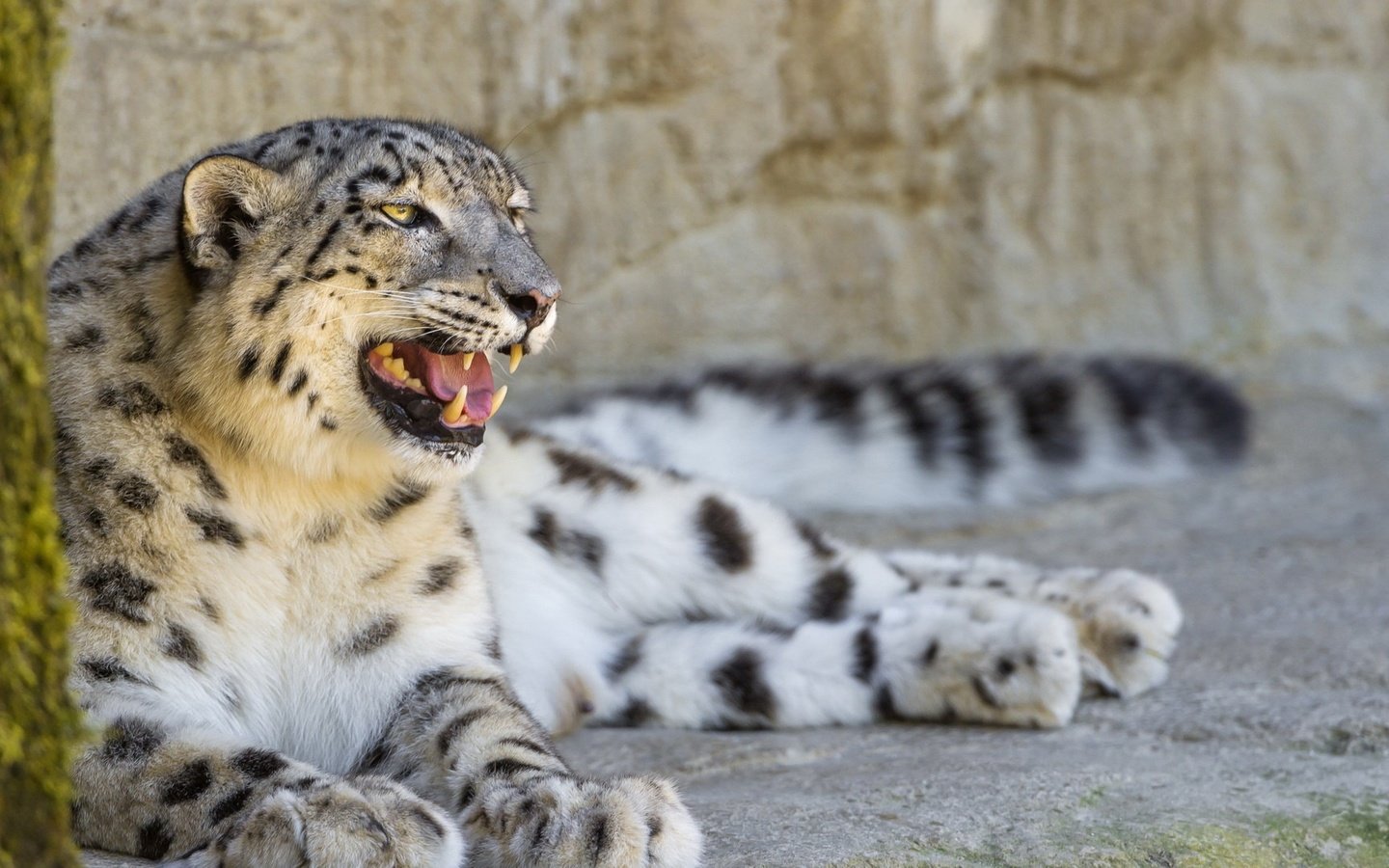 Обои природа, кошка, профиль, камень, отдых, снежный барс, ирбис, ©tambako the jaguar, nature, cat, profile, stone, stay, snow leopard, irbis разрешение 1920x1080 Загрузить