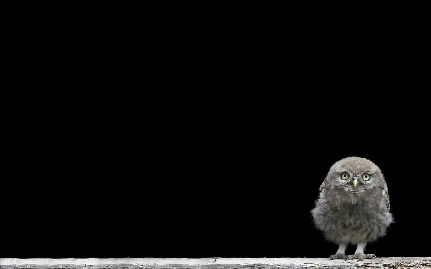 Обои сова, птенец, птица, черный фон, совенок, owl, chick, bird, black background, owlet разрешение 1920x1200 Загрузить