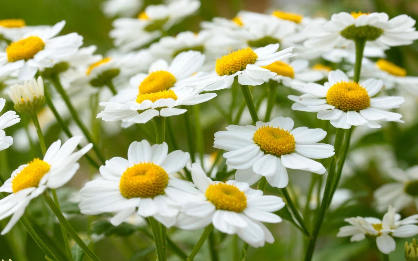 Обои цветы, макро, лето, ромашки, белая, flowers, macro, summer, chamomile, white разрешение 1920x1172 Загрузить