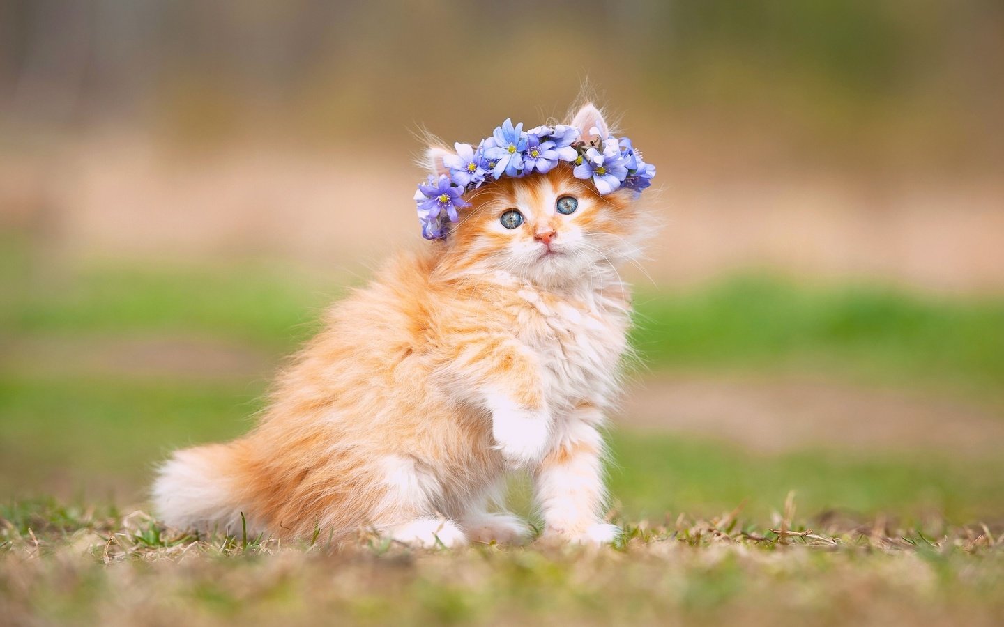 Обои цветы, кошка, котенок, пушистый, рыжий, венок, flowers, cat, kitty, fluffy, red, wreath разрешение 3600x2395 Загрузить