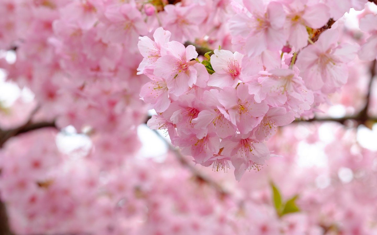 Обои дерево, цветение, ветки, весна, вишня, сакура, tree, flowering, branches, spring, cherry, sakura разрешение 3840x2560 Загрузить