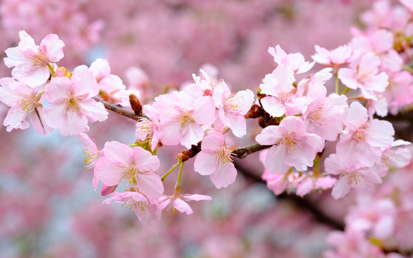 Обои цветы, цветение, ветки, весна, розовые, вишня, сакура, flowers, flowering, branches, spring, pink, cherry, sakura разрешение 4174x2783 Загрузить