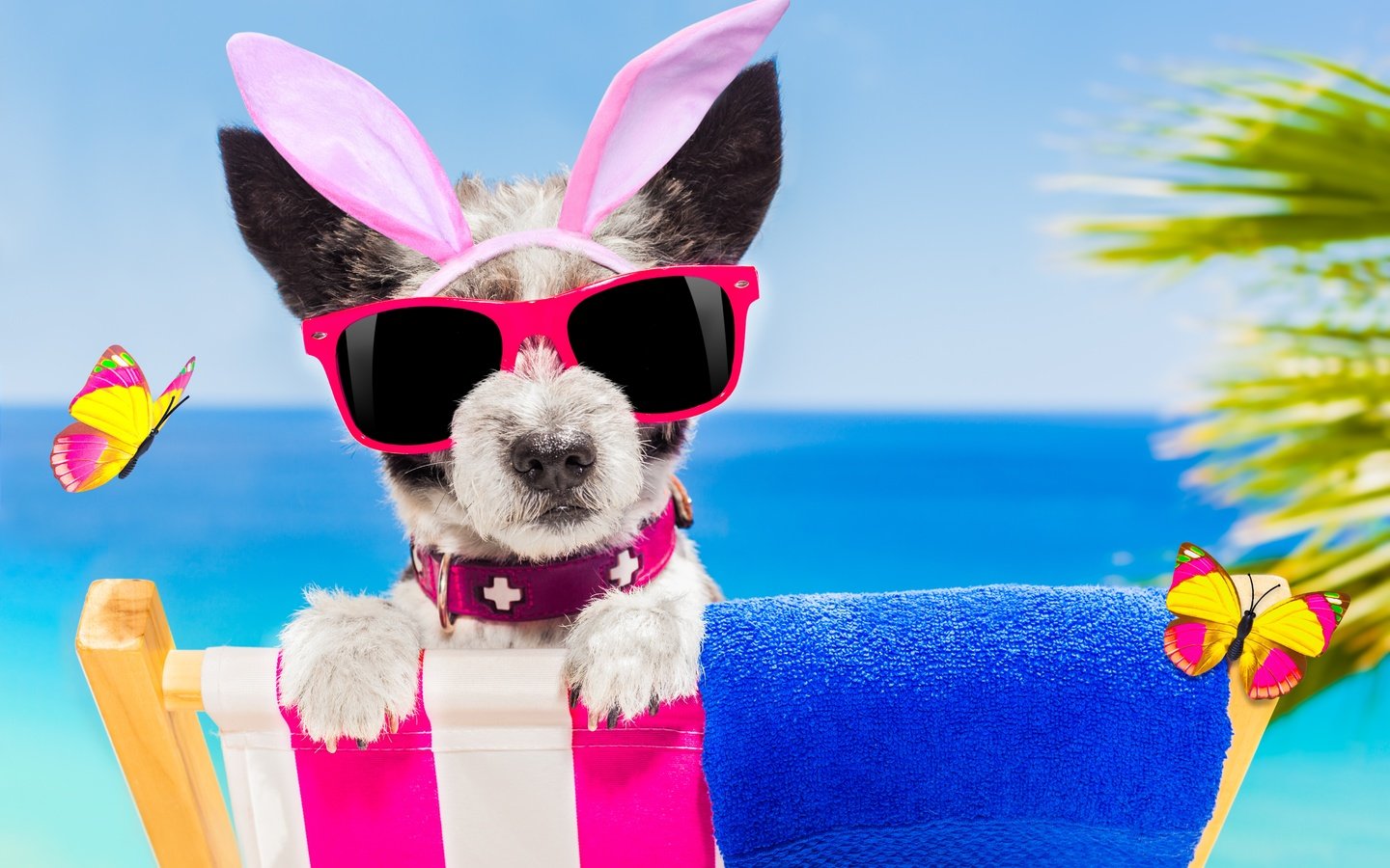 Обои пляж, очки, собака, юмор, бабочки, ​​зайчик, beach, glasses, dog, humor, butterfly, bunny разрешение 5616x3744 Загрузить