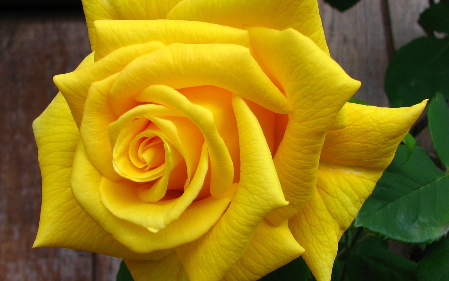 Обои природа, желтый, цветок, роза, lisa yount, nature, yellow, flower, rose разрешение 2144x2080 Загрузить