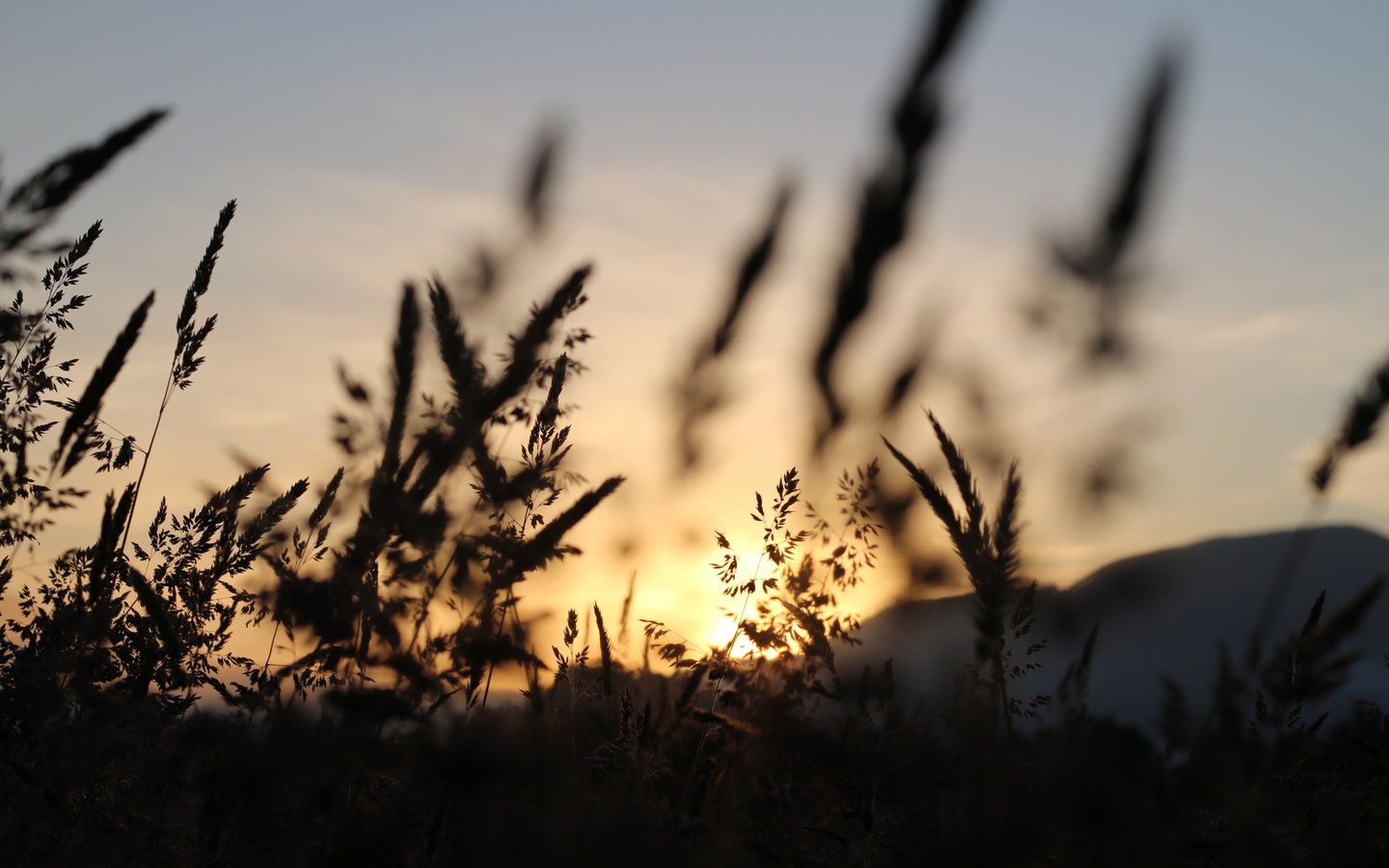 Обои небо, трава, природа, поле, колоски, силуэт, сумерки, matt milton, the sky, grass, nature, field, spikelets, silhouette, twilight разрешение 3648x2432 Загрузить