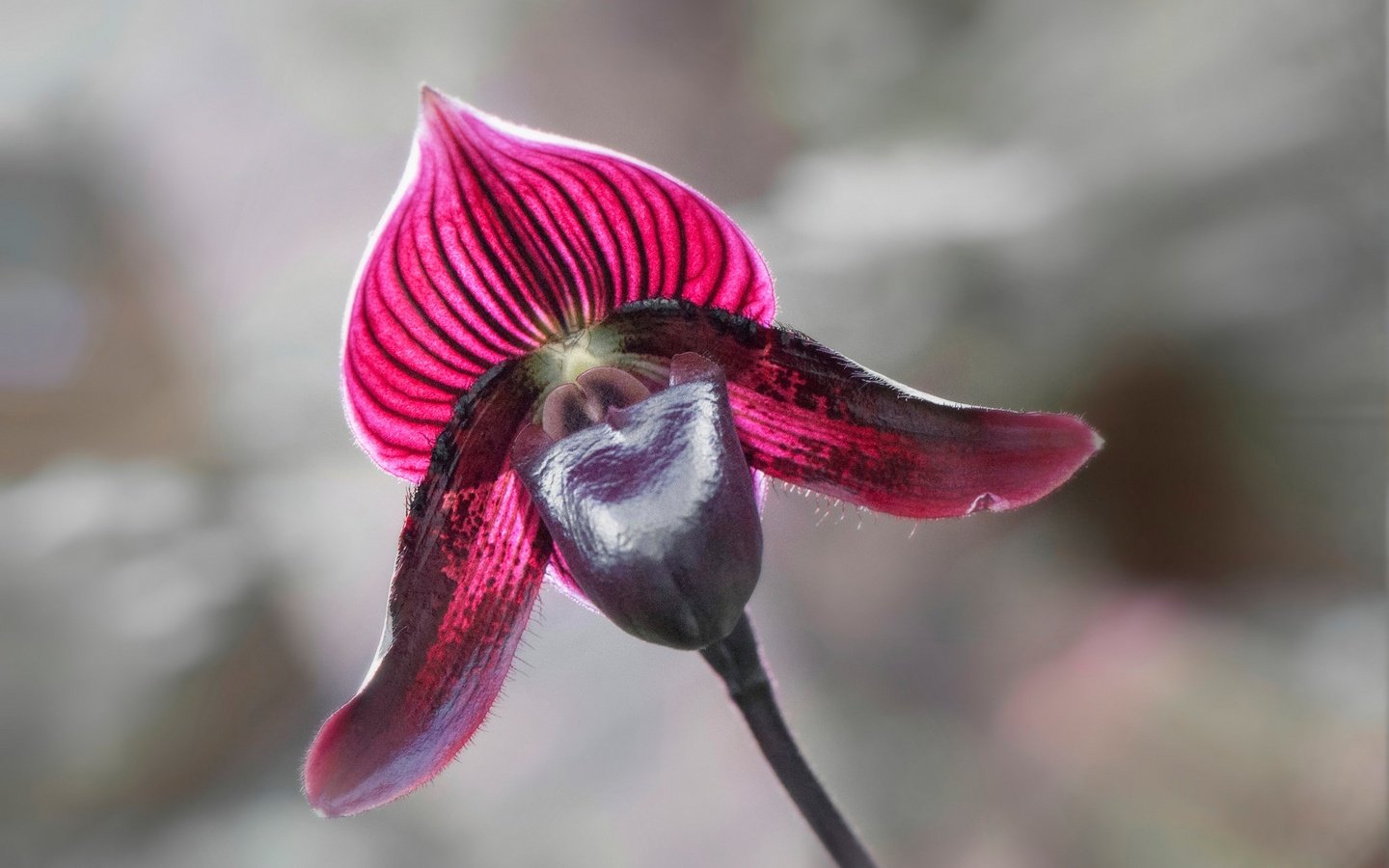 Обои макро, цветок, лепестки, орхидея, macro, flower, petals, orchid разрешение 2048x1360 Загрузить