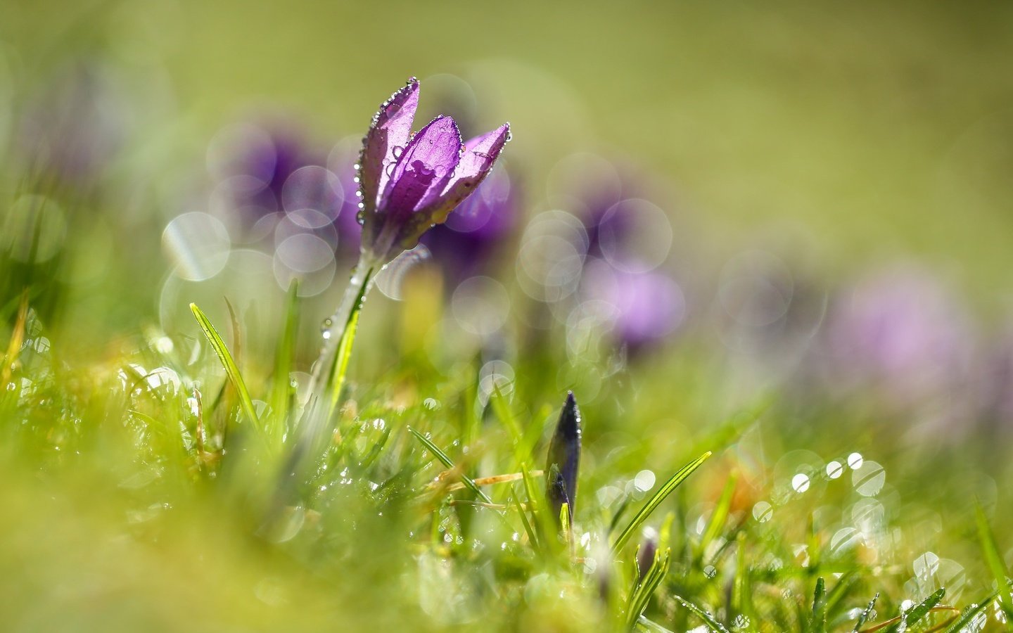 Обои цветы, трава, цветок, блики, весна, крокусы, крокус, боке, flowers, grass, flower, glare, spring, crocuses, krokus, bokeh разрешение 2048x1366 Загрузить